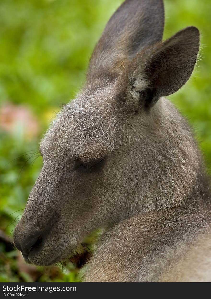 Grey Kangaroo