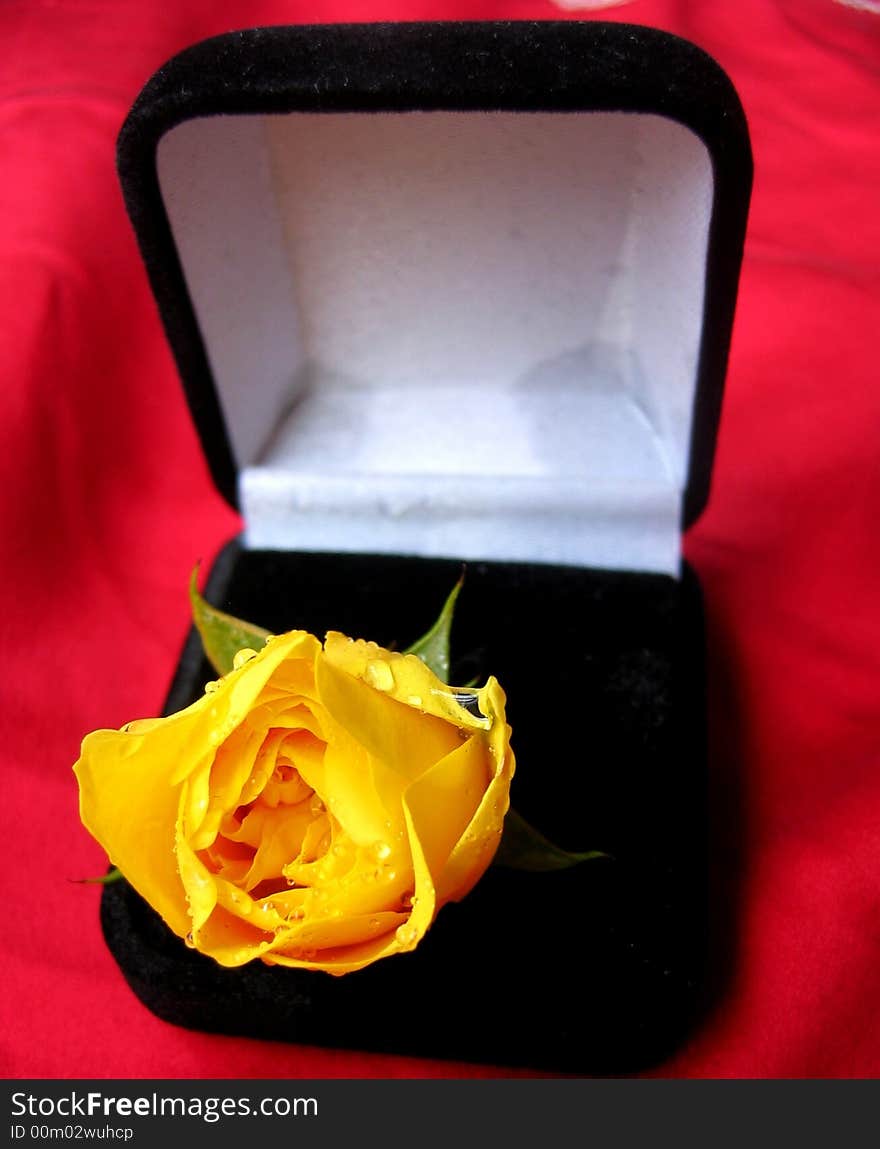 The Yellow Rose in the box on the red background. The Yellow Rose in the box on the red background.