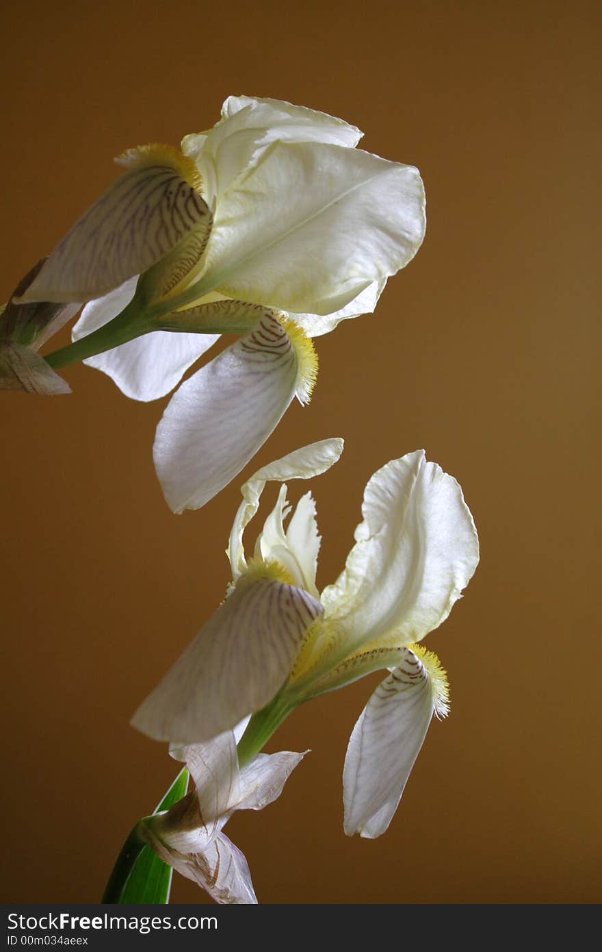 Two irises on the broun background