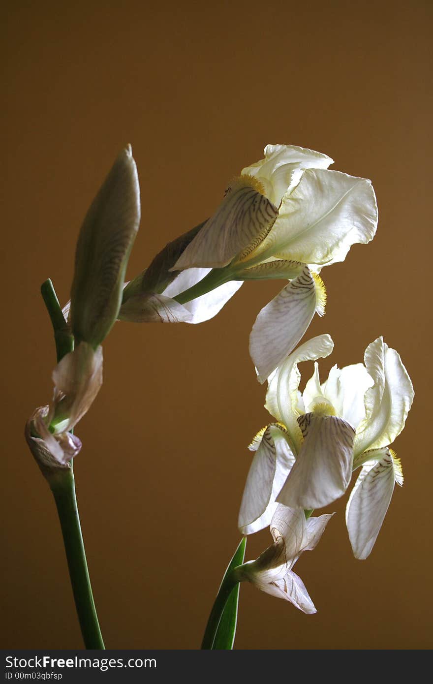 Two irises on the broun background