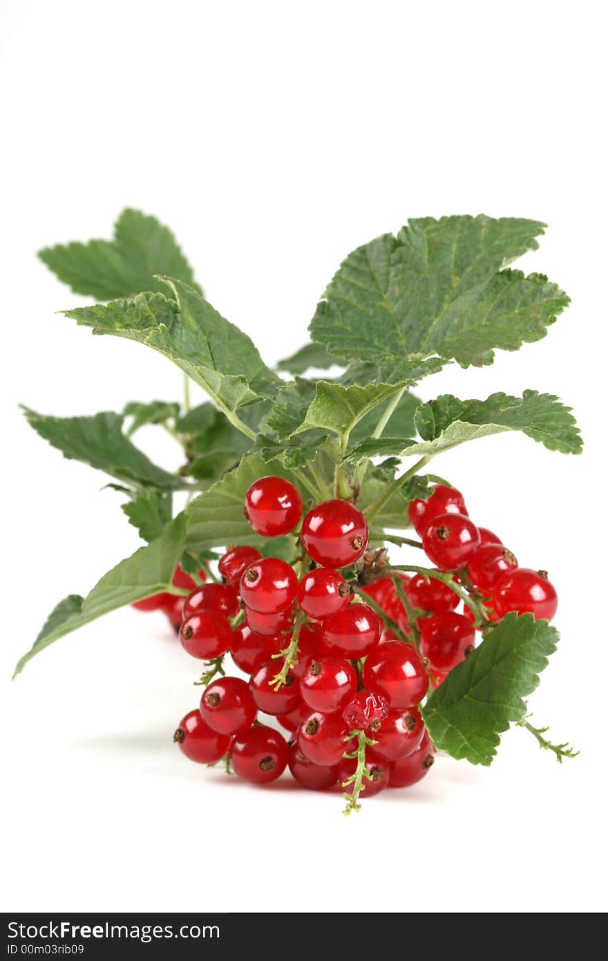 Red currant