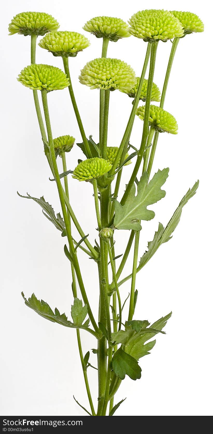 Green chrysanthemum on white background