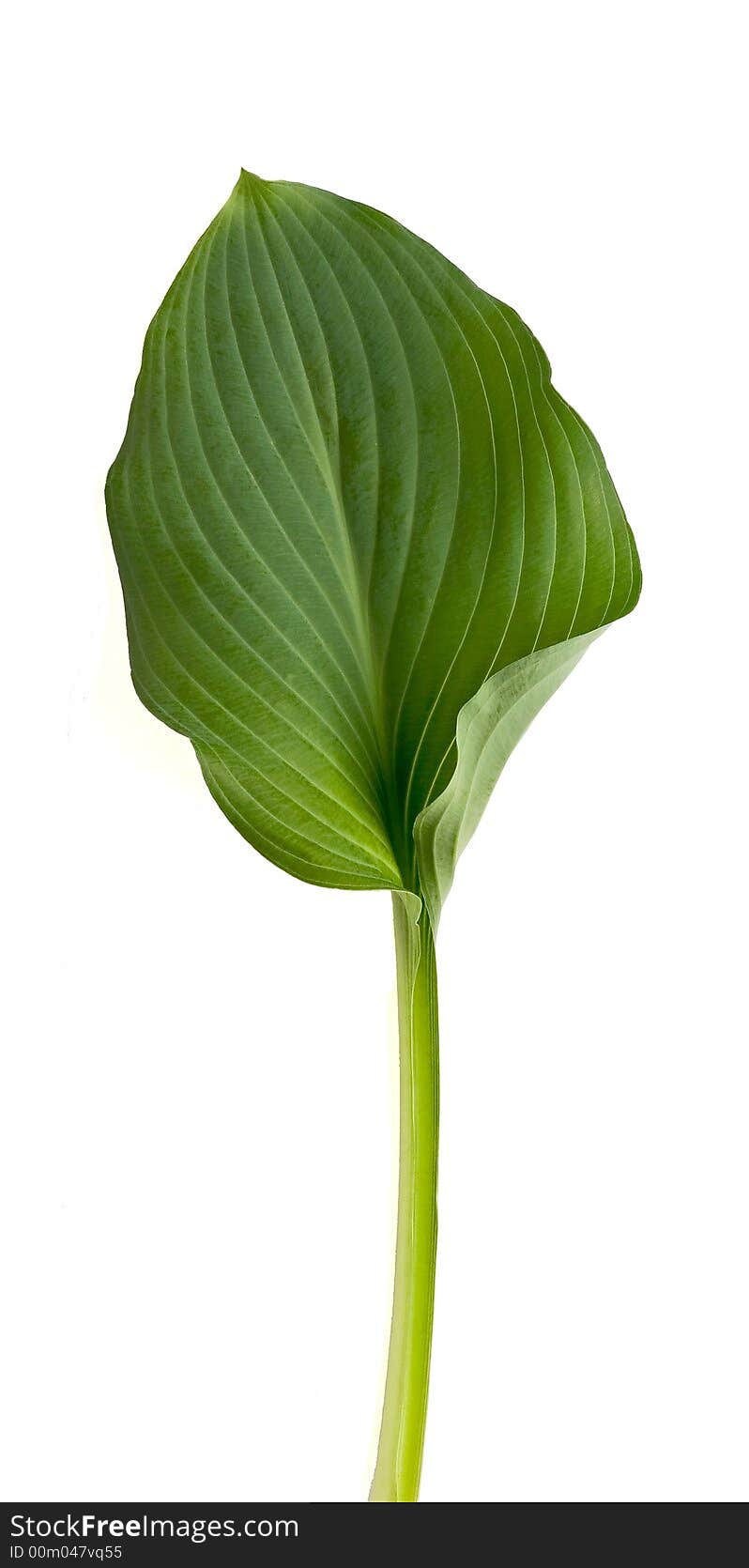 Green leaf on white background