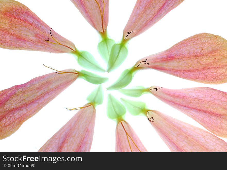 Red petals on white background