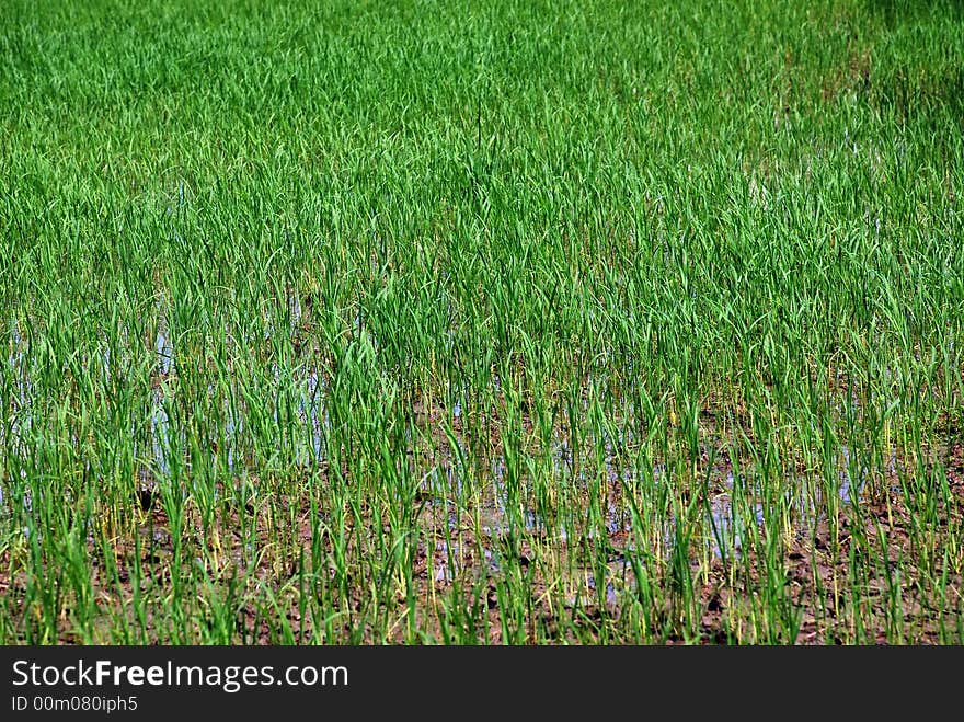 Young Paddy Fields