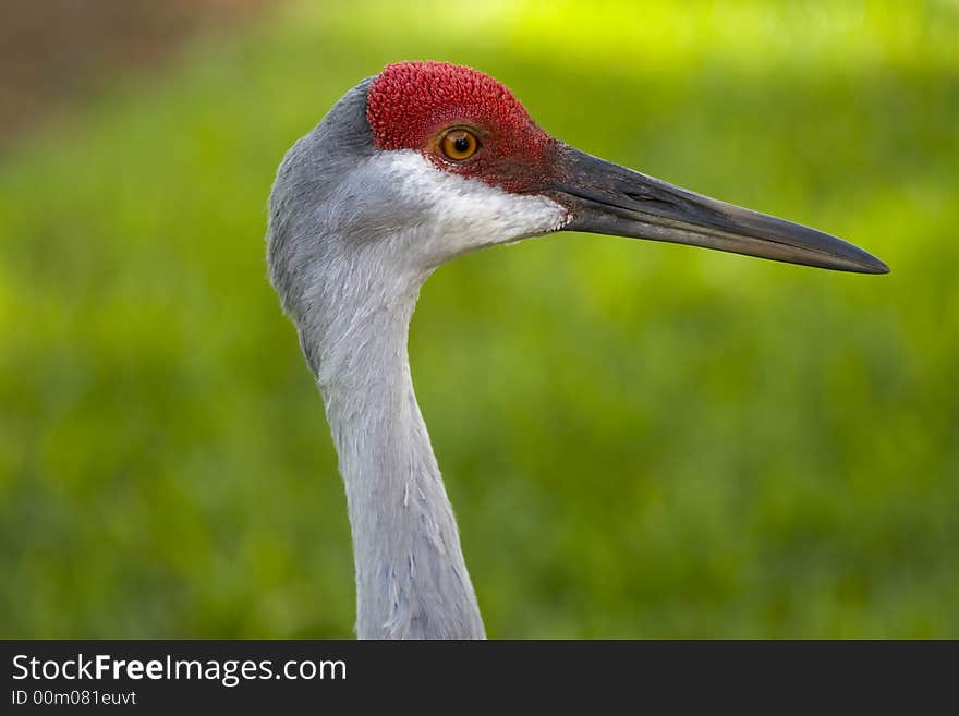 Sand Hill Crane