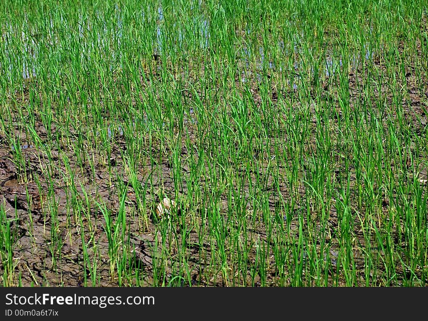 young paddy fields