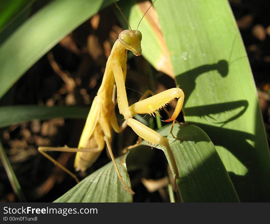 Mantis religiosa