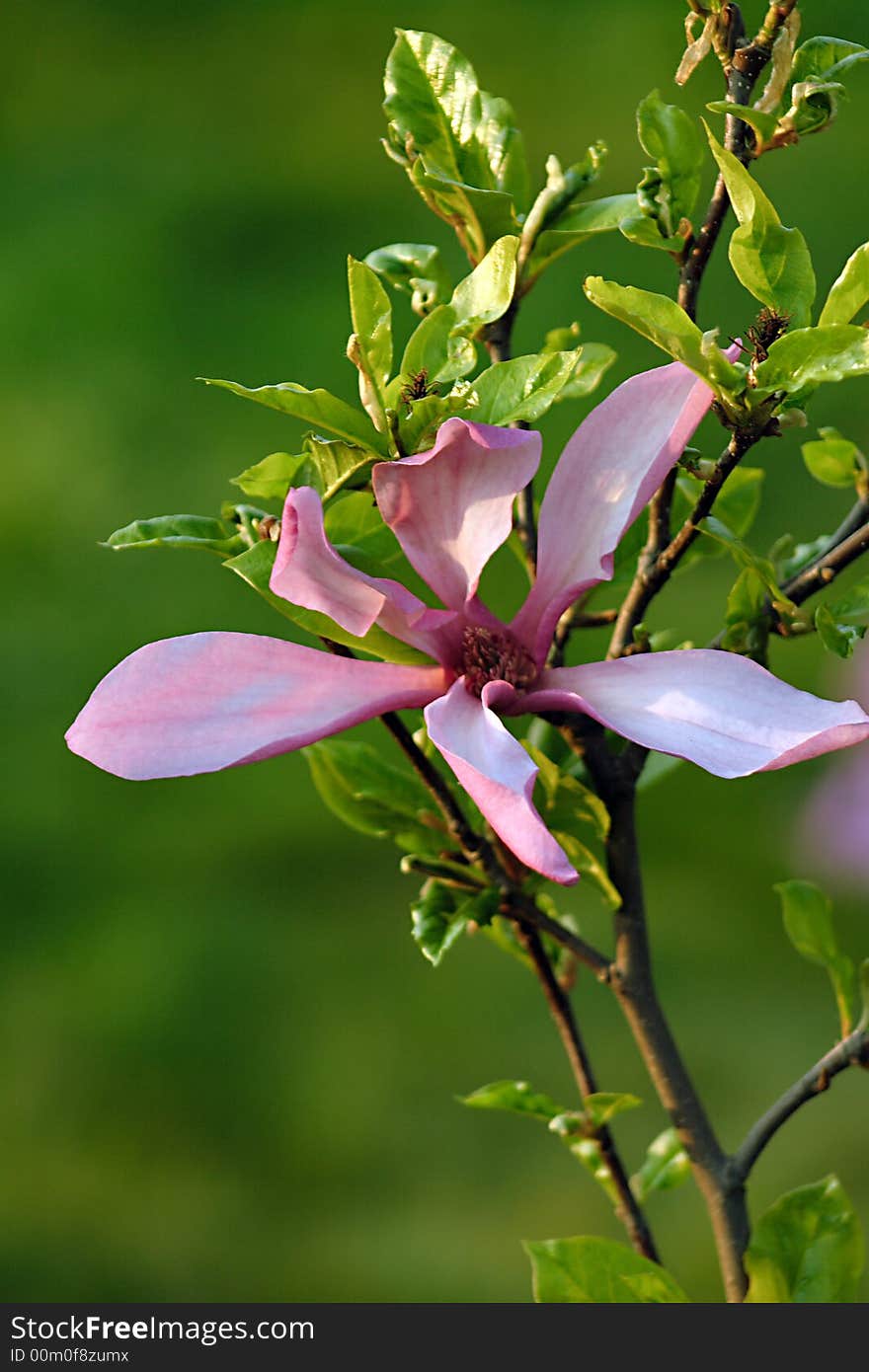 Spring flower in the garden