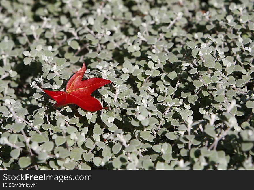 Autumn seamless pattern with red and green leaves