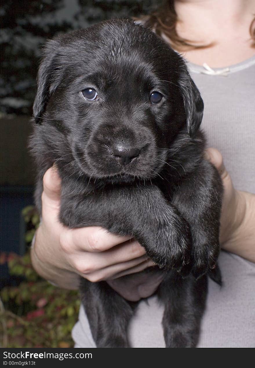 A Photo of a puppy.