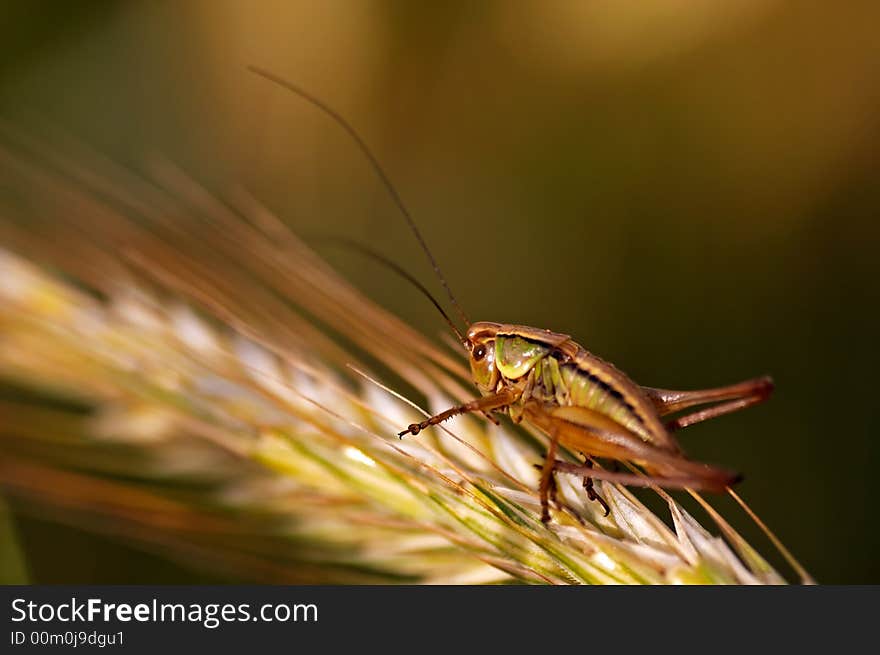 Big grasshopper