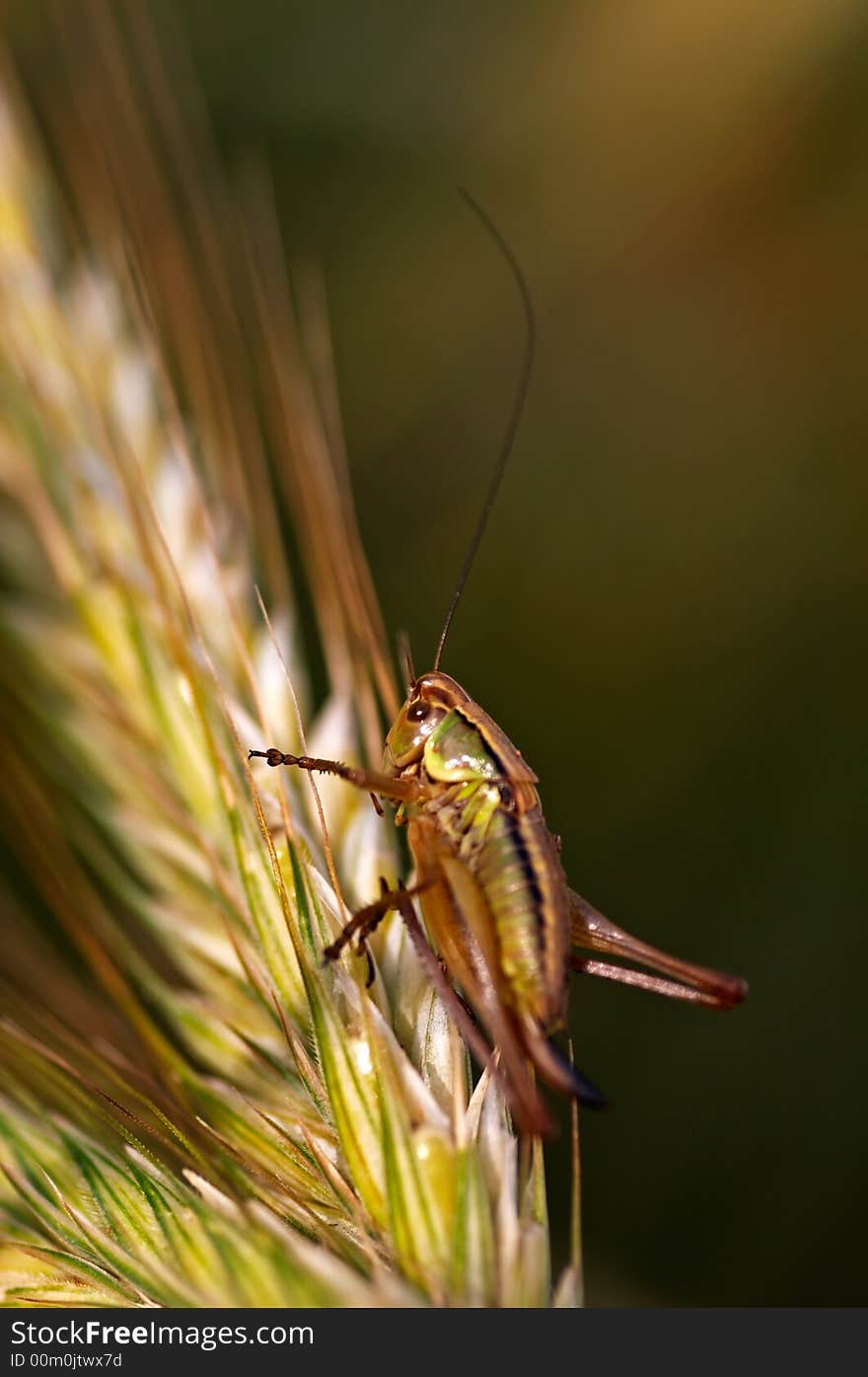 Big grasshopper