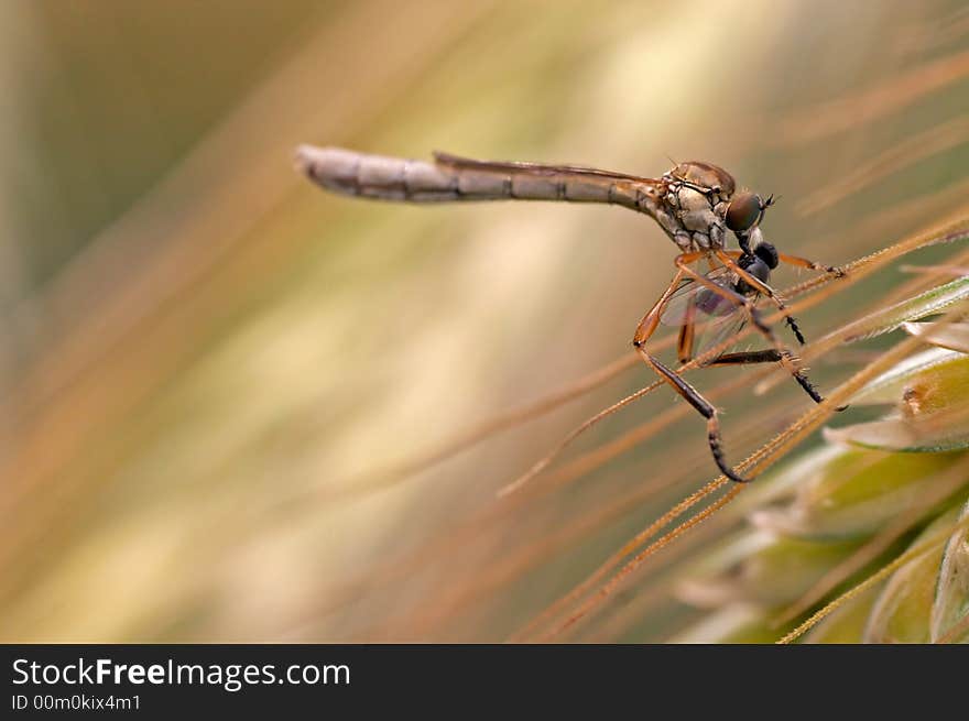 Eyes fly sitting on a corn