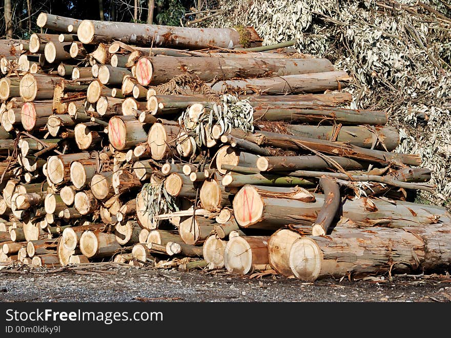 A big woodpile in warm sunlight