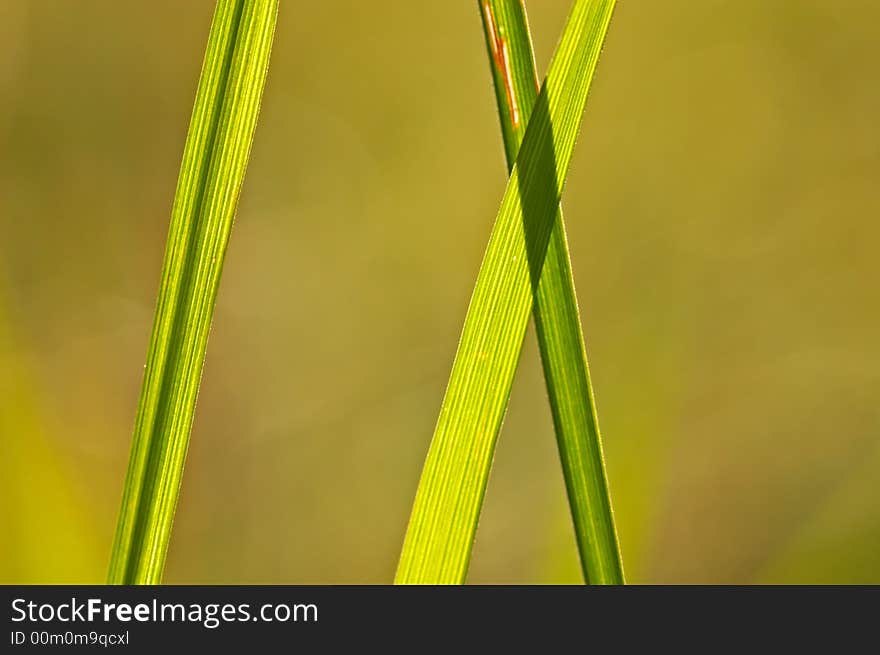 Closeup of a green grass