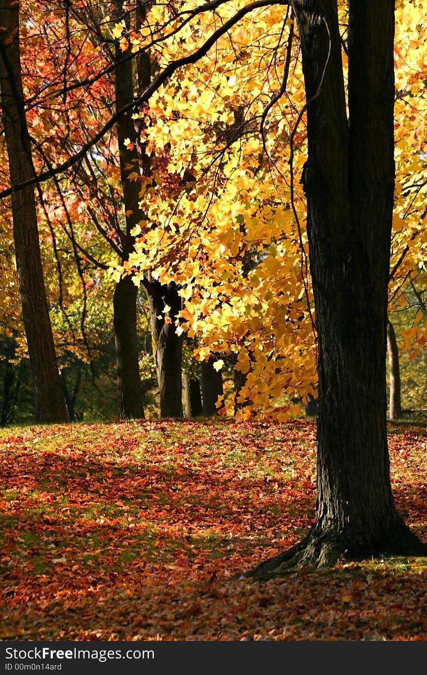 Bright Yellow Autumn Leaves