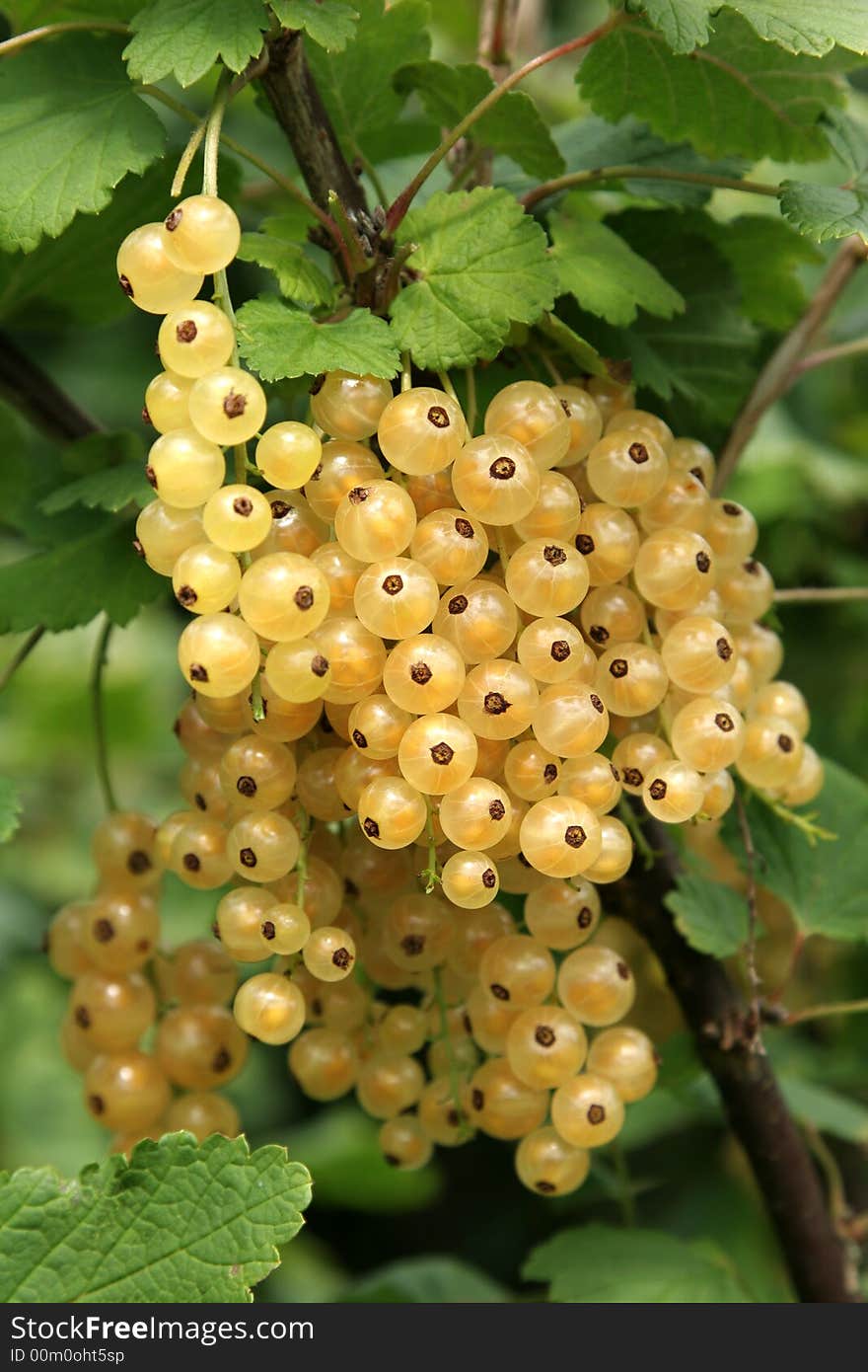 Bunch of white currants on a bush in summer. Bunch of white currants on a bush in summer.