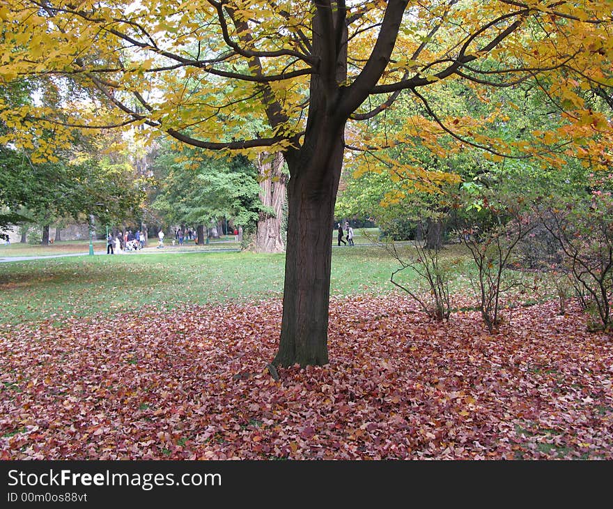 Tree in autumn