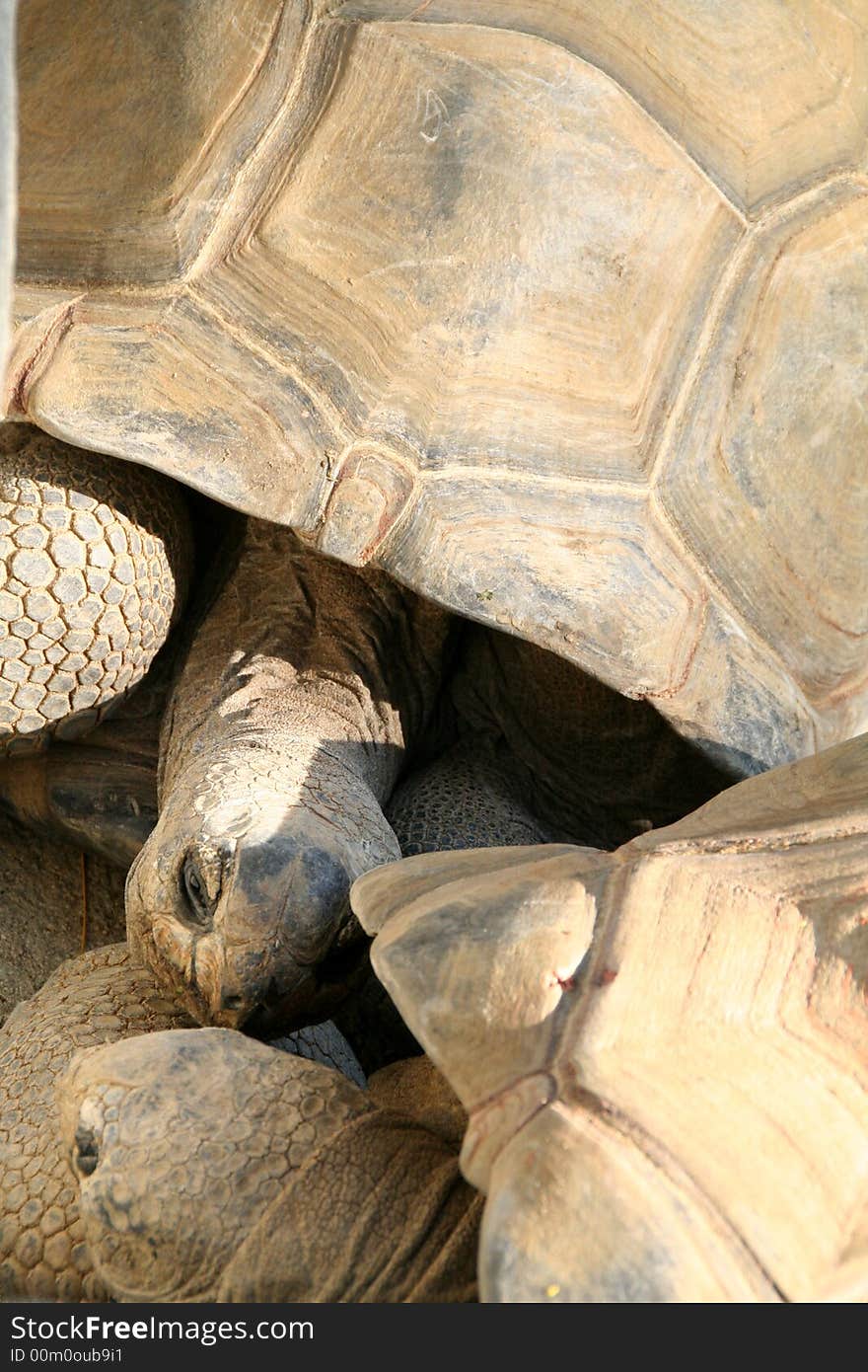 Tortoise kiss