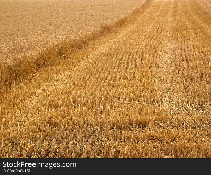 Summer wheat field in Austria