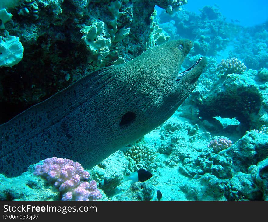 Slender Giant Moray Eel (Strophidon sathete) guarding his cave in the Red Sea in Egypt