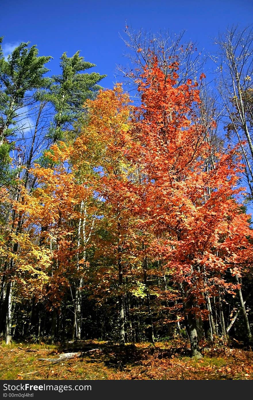 Maple forest in glorious fall colors in michigan. Maple forest in glorious fall colors in michigan