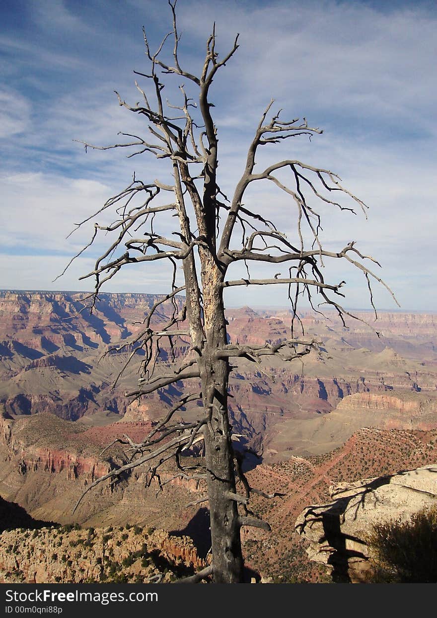 The picture of the tree taken from the viewpoint in Grand canyon NP. The picture of the tree taken from the viewpoint in Grand canyon NP