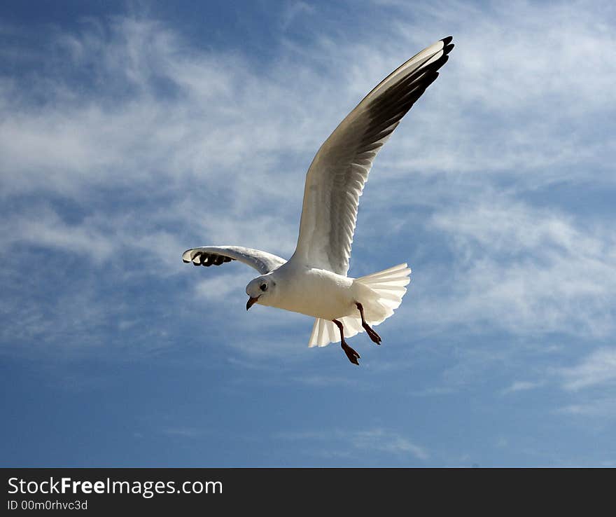 Photosession about a life of birds the Seagull