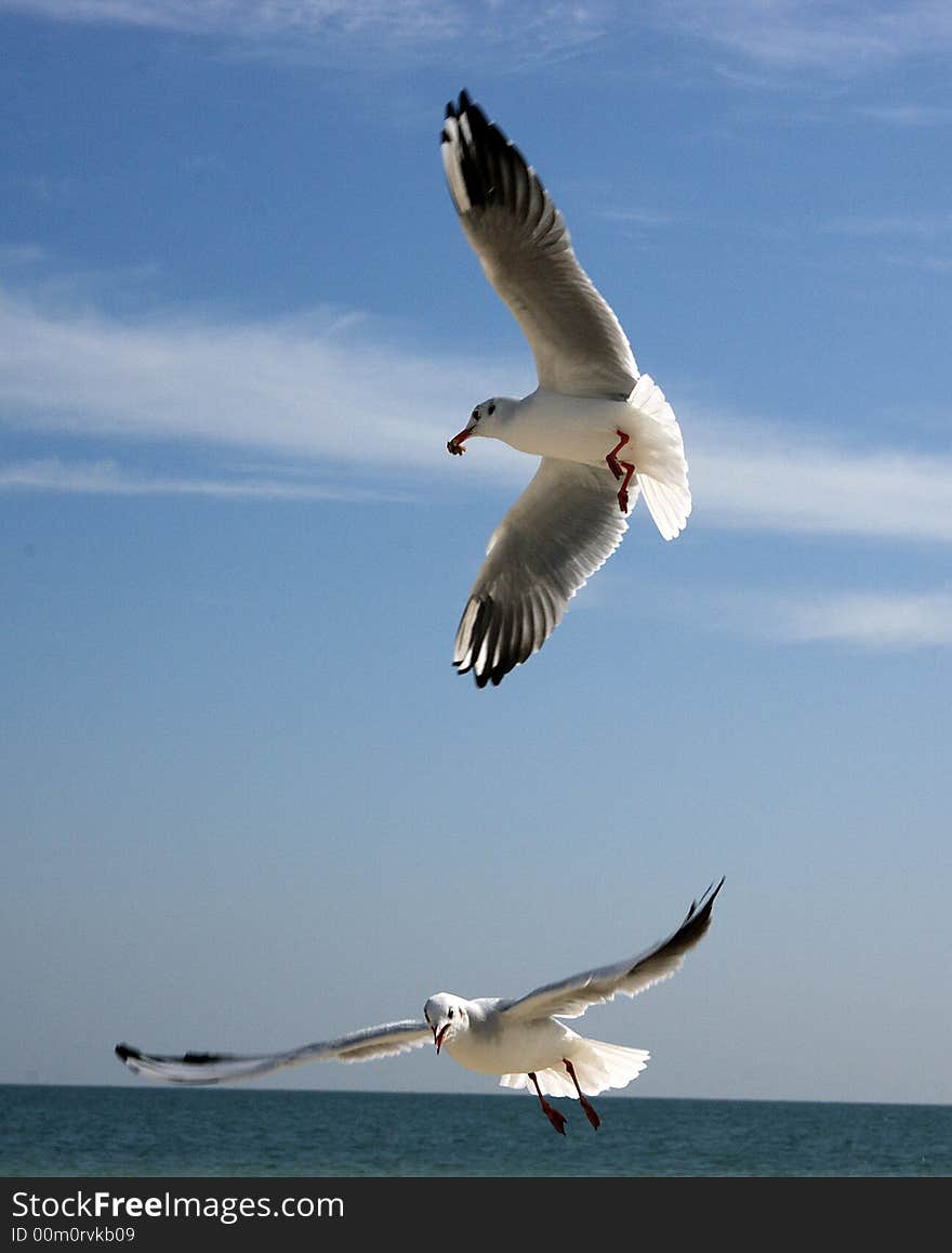 Photosession about a life of birds the Seagull