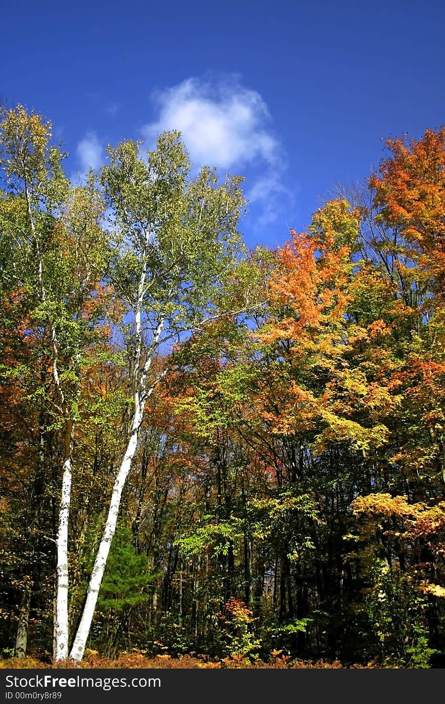 Beautiful autumn scene in a park in michigan