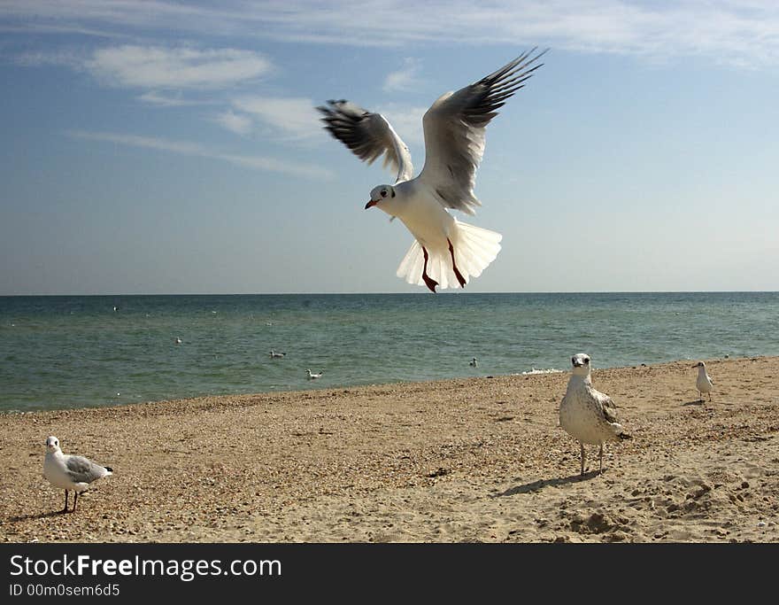 Photosession about a life of birds the Seagull