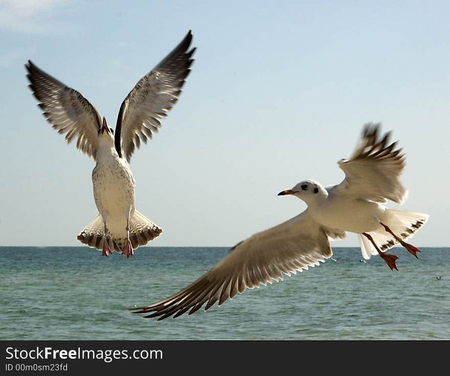 Photosession about a life of birds the Seagull