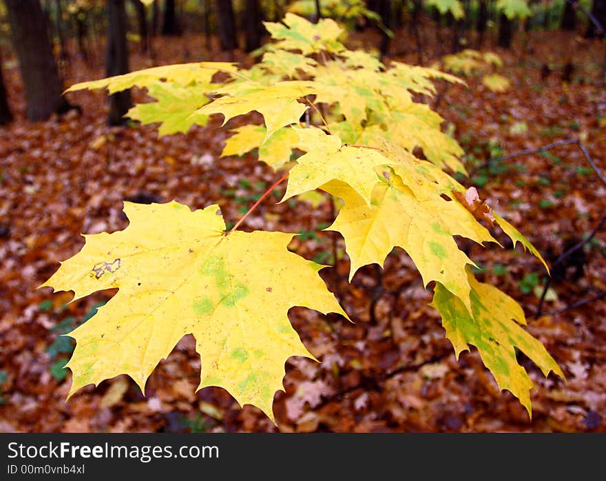 Yellow leaves are in the autumn forest!