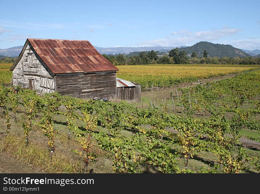 Vinyards