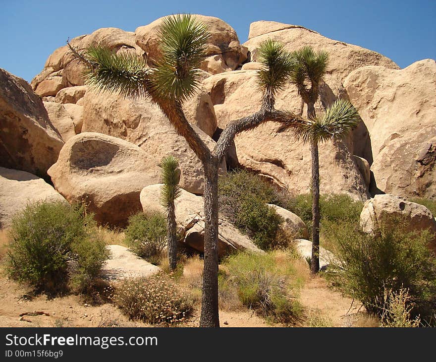 Joshua Tree NP