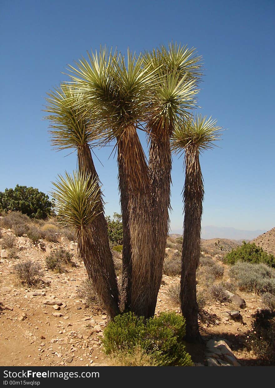 The picture of young Joshua Tree taken in Joshua Tree NP in California.