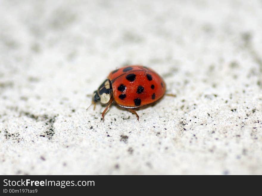 Ladybug