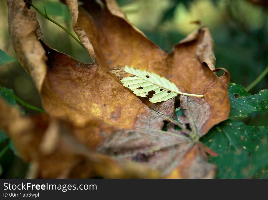 The dead and dying leaves of autumn. The dead and dying leaves of autumn