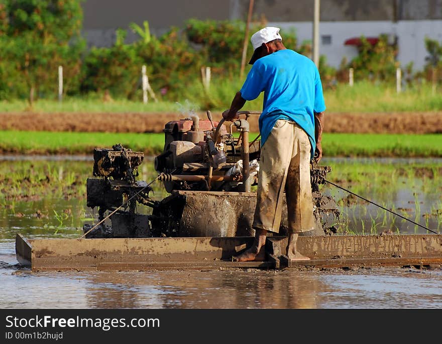 Man combine harvester harvesting a paddy rice tree