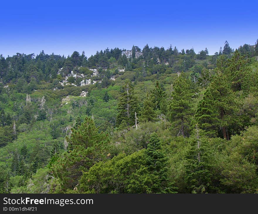 Blue sky over green pine trees. Blue sky over green pine trees