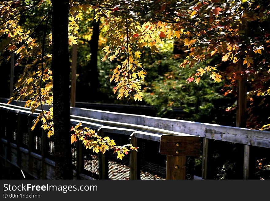 Wooden board walk during autumn time in a forest. Wooden board walk during autumn time in a forest