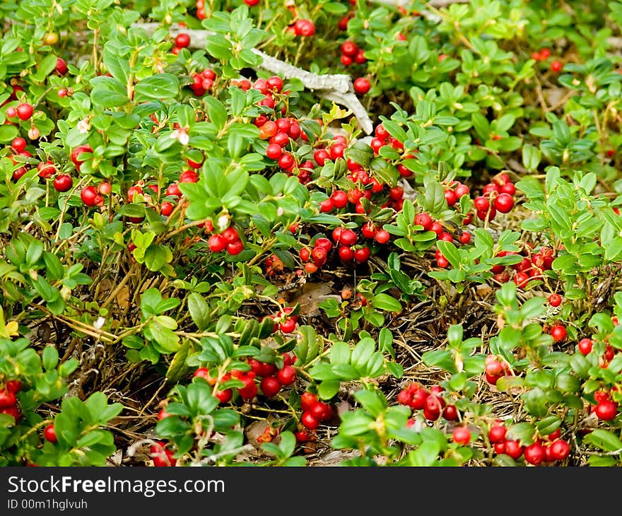 Lingonberries