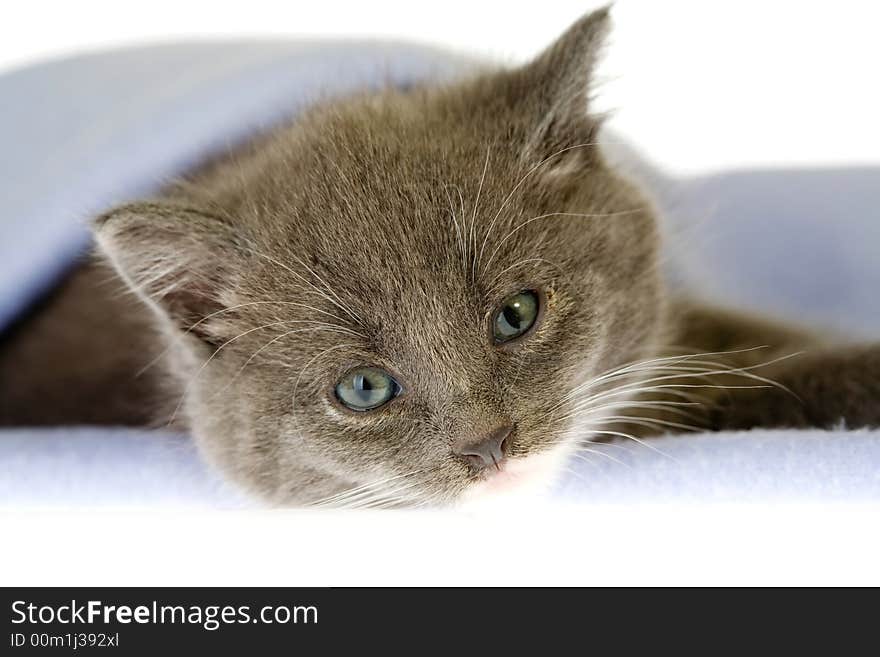 Grey kitten on a blanket