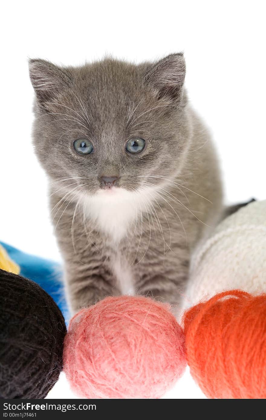 Grey kitten and some ball of yarns. Grey kitten and some ball of yarns