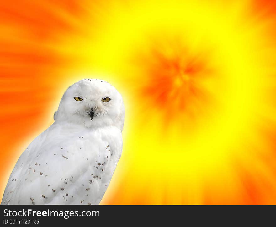 Snowy owl against a very colorful sunset