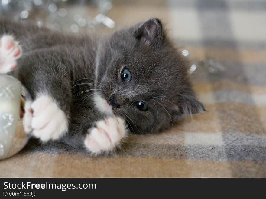 Grey kitten playing with christmas decoration. Grey kitten playing with christmas decoration