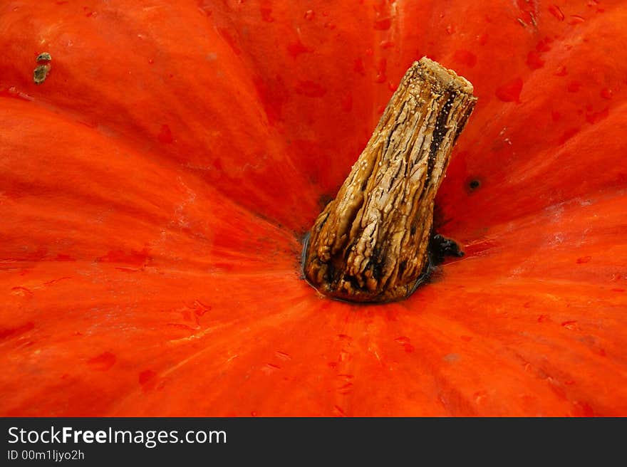 Pumpkin Detail