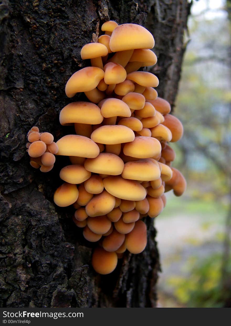 Autumn mushrooms on a tree trunk. After the first snow. Autumn mushrooms on a tree trunk. After the first snow.