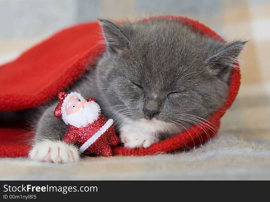 Grey kitten and santa claus